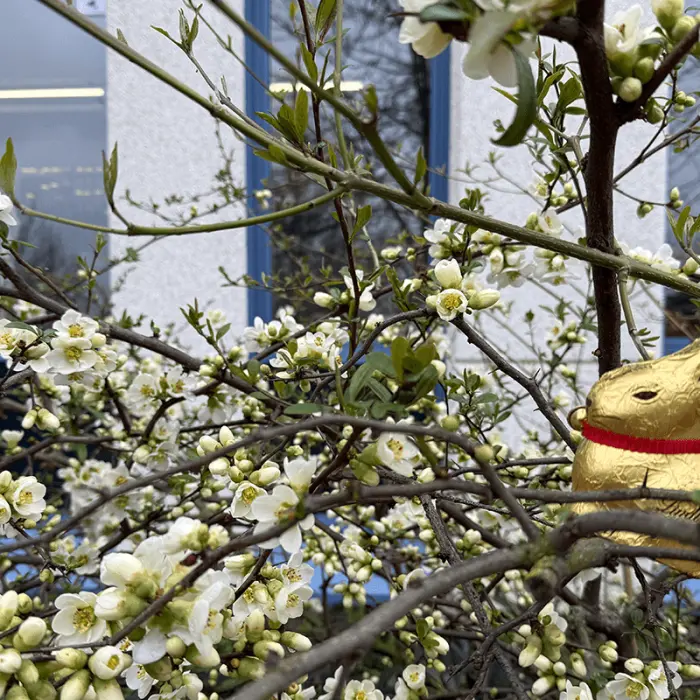 Schokoosterhase zwischen Ästen versteckt