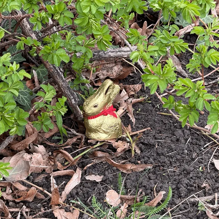 Schokoosterhase, der im Gebüsch steht.